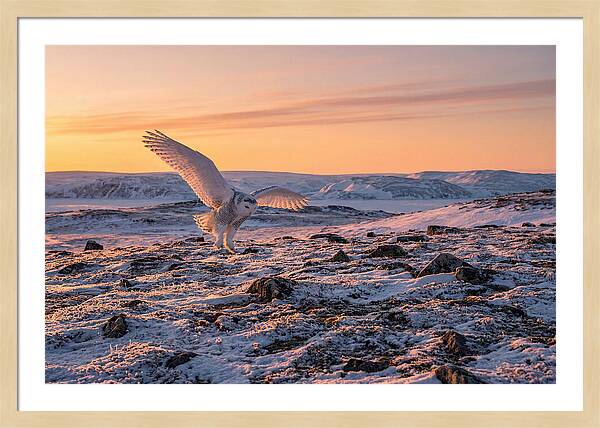 Majestic Owl Soaring Through Snow