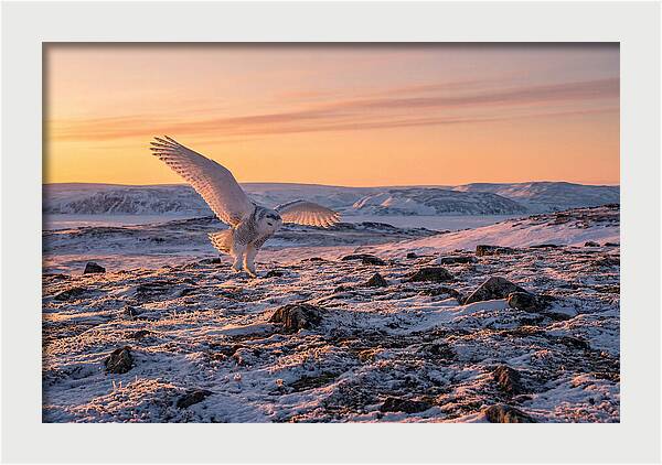 Majestic Owl Soaring Through Snow