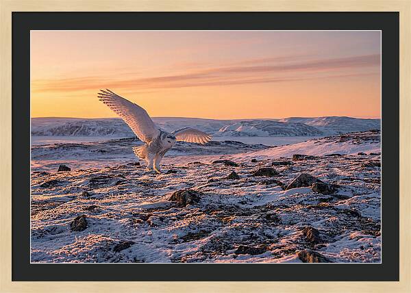Majestic Owl Soaring Through Snow