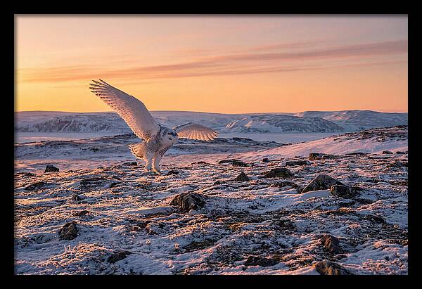 Majestic Owl Soaring Through Snow