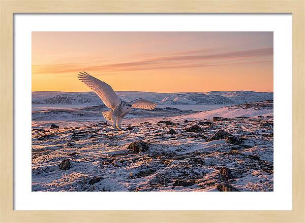 Majestic Owl Soaring Through Snow