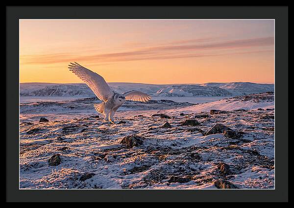 Majestic Owl Soaring Through Snow