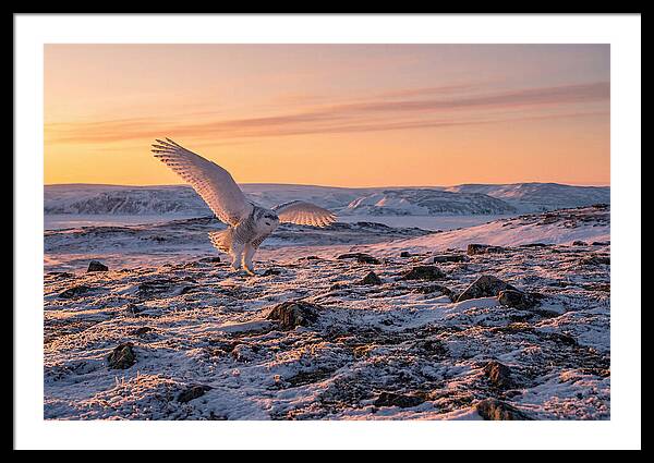 Majestic Owl Soaring Through Snow