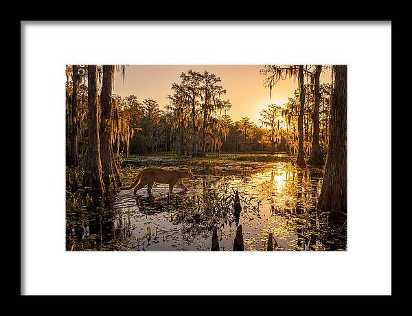 Majestic Panther Among Cypress Trees