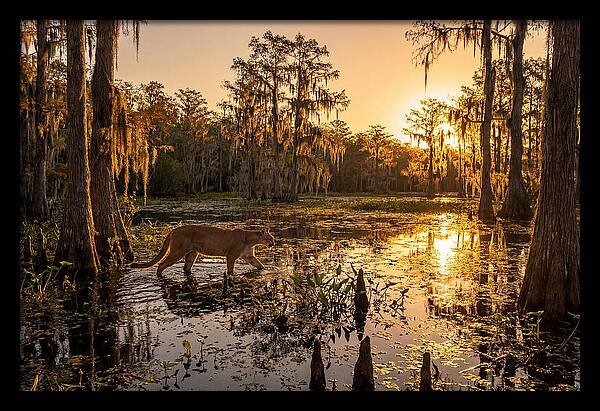 Majestic Panther Among Cypress Trees