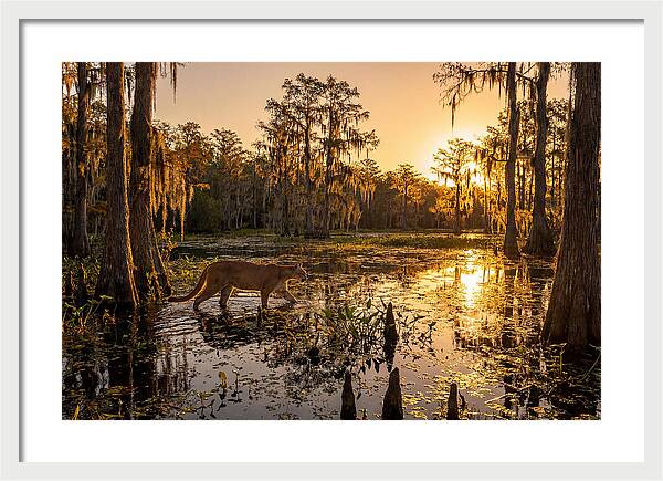 Majestic Panther Among Cypress Trees