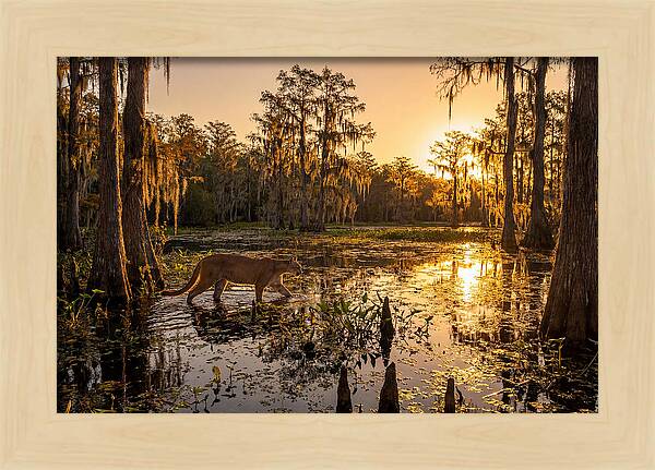 Majestic Panther Among Cypress Trees