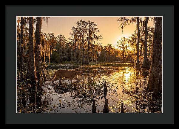 Majestic Panther Among Cypress Trees
