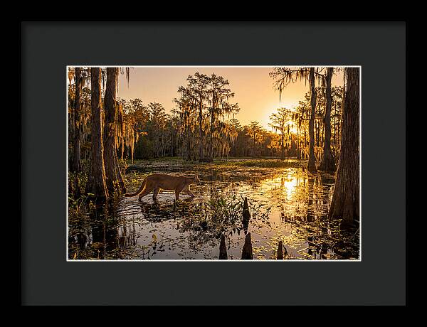 Majestic Panther Among Cypress Trees