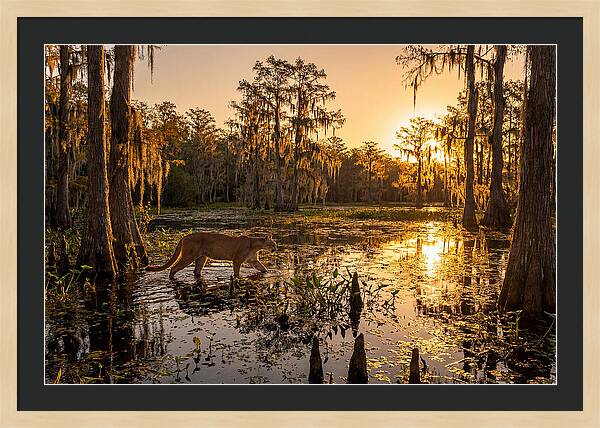 Majestic Panther Among Cypress Trees