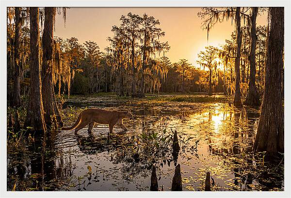 Majestic Panther Among Cypress Trees