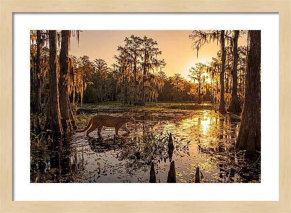 Majestic Panther Among Cypress Trees