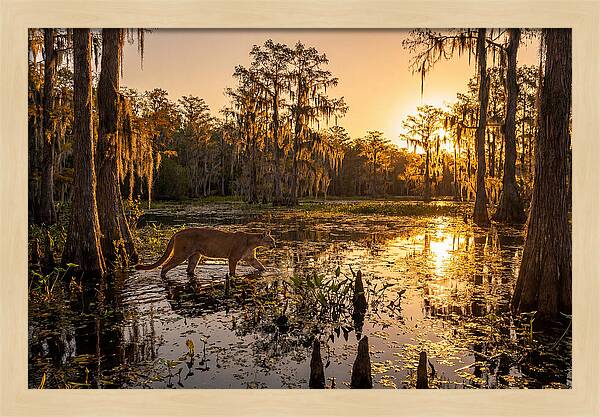 Majestic Panther Among Cypress Trees