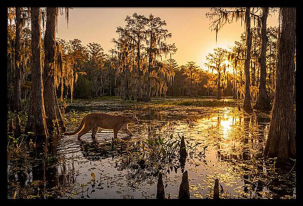 Majestic Panther Among Cypress Trees