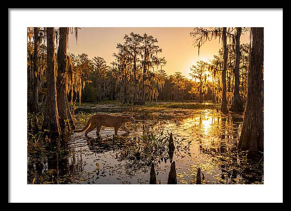 Majestic Panther Among Cypress Trees