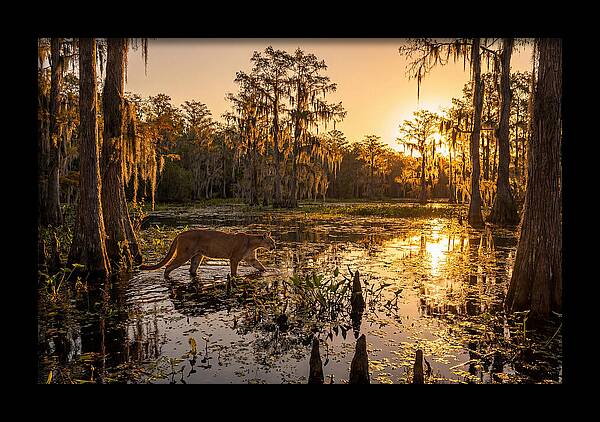 Majestic Panther Among Cypress Trees