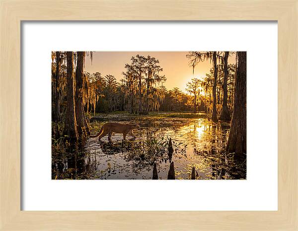 Majestic Panther Among Cypress Trees