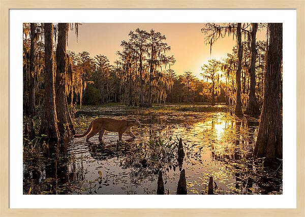 Majestic Panther Among Cypress Trees