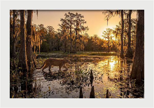 Majestic Panther Among Cypress Trees