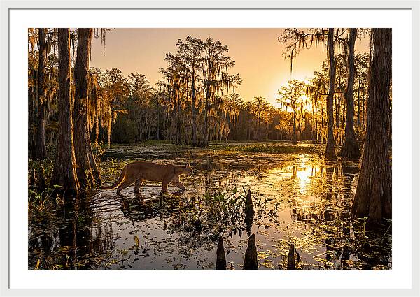 Majestic Panther Among Cypress Trees