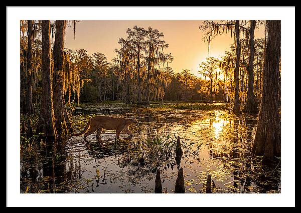 Majestic Panther Among Cypress Trees