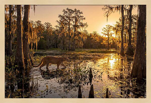 Majestic Panther Among Cypress Trees