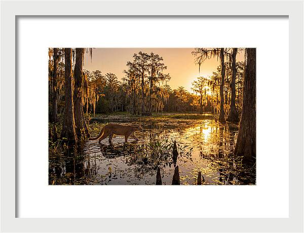 Majestic Panther Among Cypress Trees