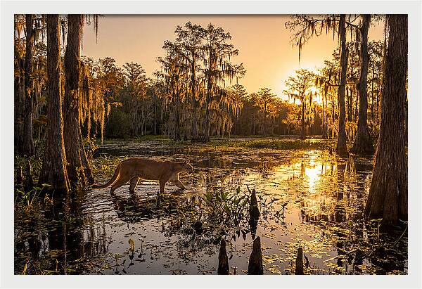 Majestic Panther Among Cypress Trees
