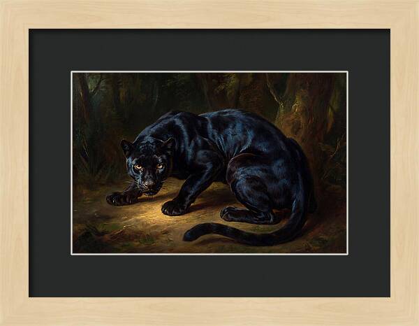 Majestic Panther In Shadows