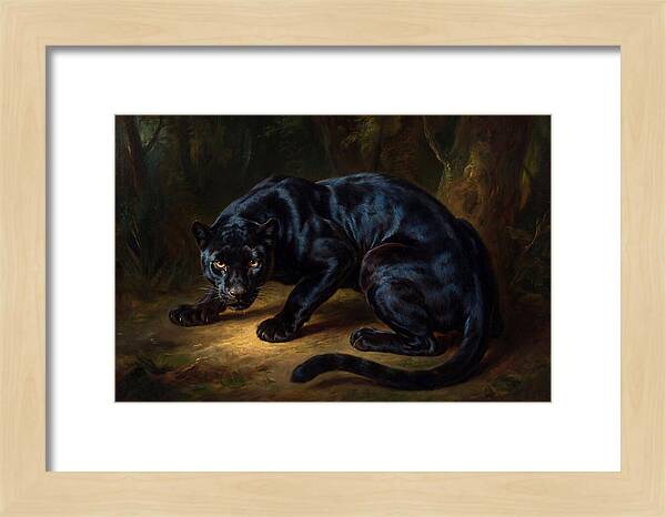 Majestic Panther In Shadows