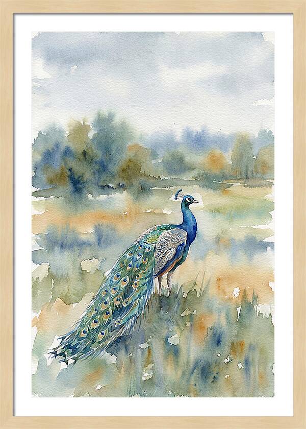 Majestic Peacock In Nature