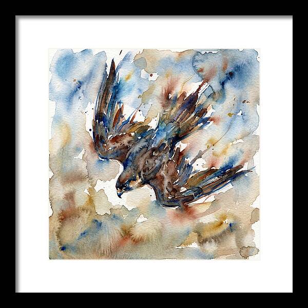 Majestic Pigeon Hawk Soaring