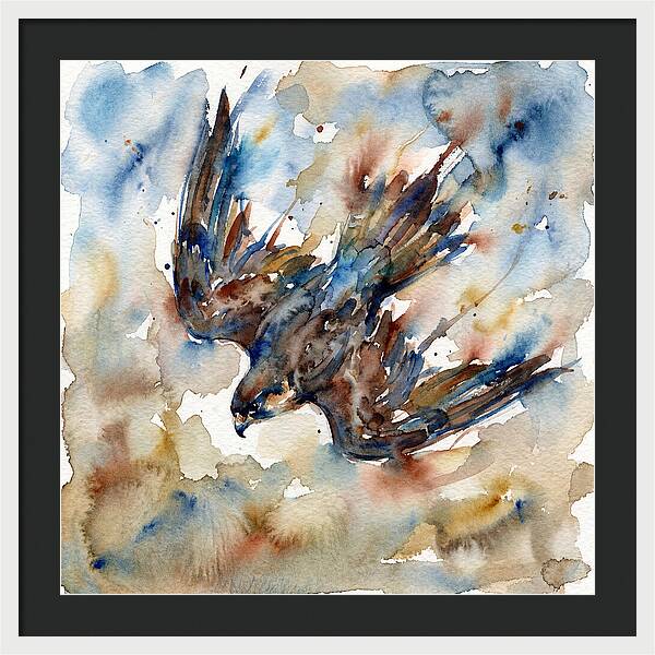 Majestic Pigeon Hawk Soaring