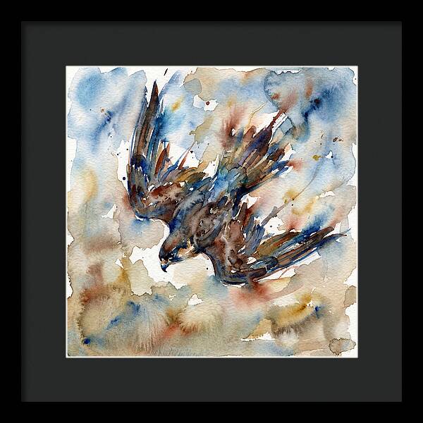 Majestic Pigeon Hawk Soaring