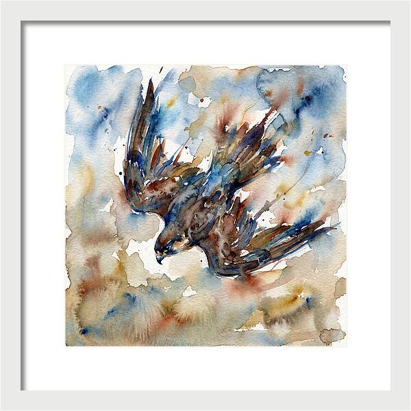 Majestic Pigeon Hawk Soaring