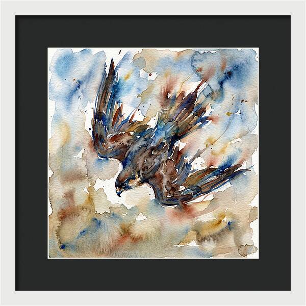 Majestic Pigeon Hawk Soaring