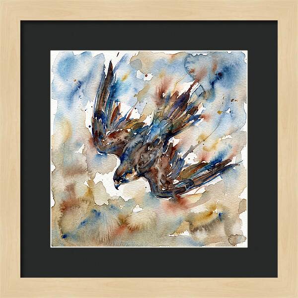 Majestic Pigeon Hawk Soaring