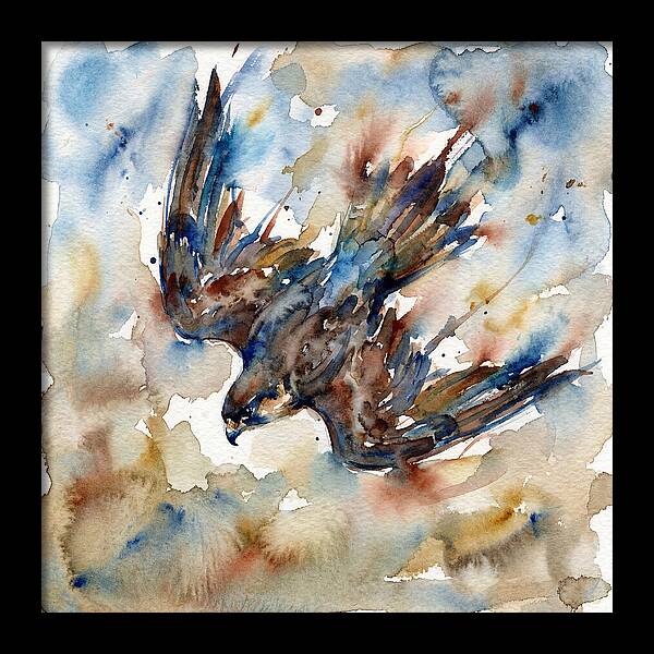 Majestic Pigeon Hawk Soaring