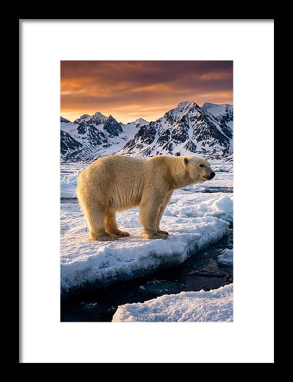 Majestic Polar Bear Among Svalbard Ice