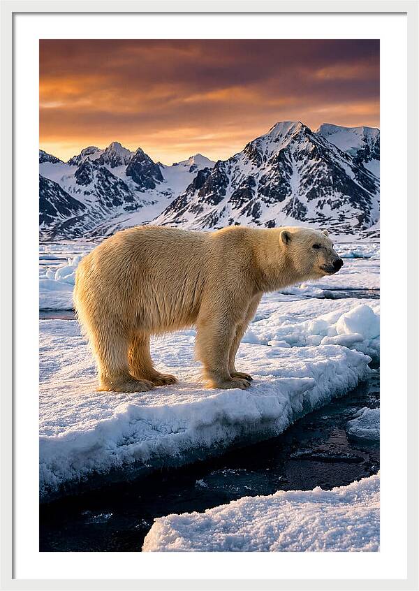 Majestic Polar Bear Among Svalbard Ice