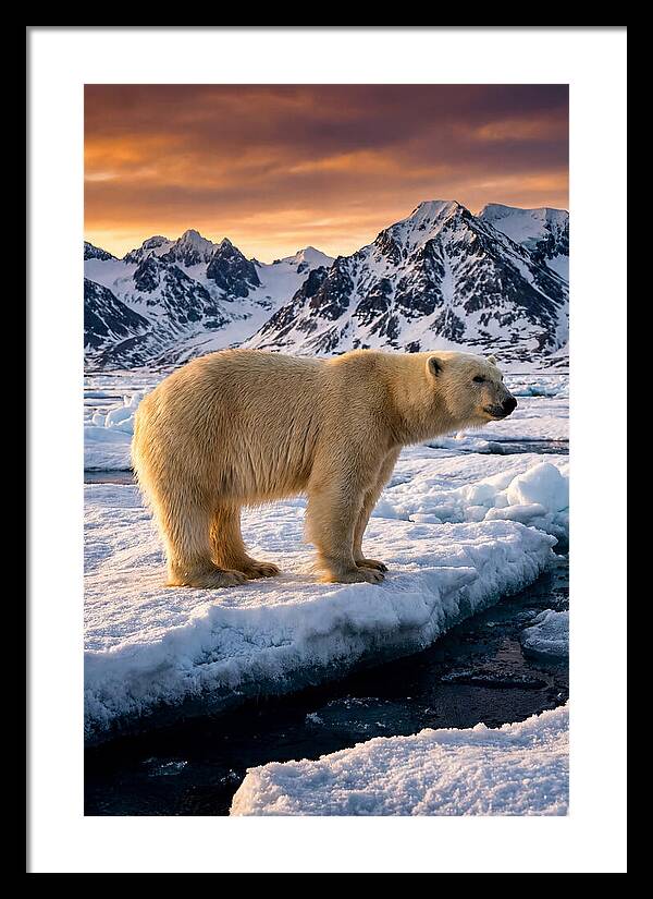 Majestic Polar Bear Among Svalbard Ice