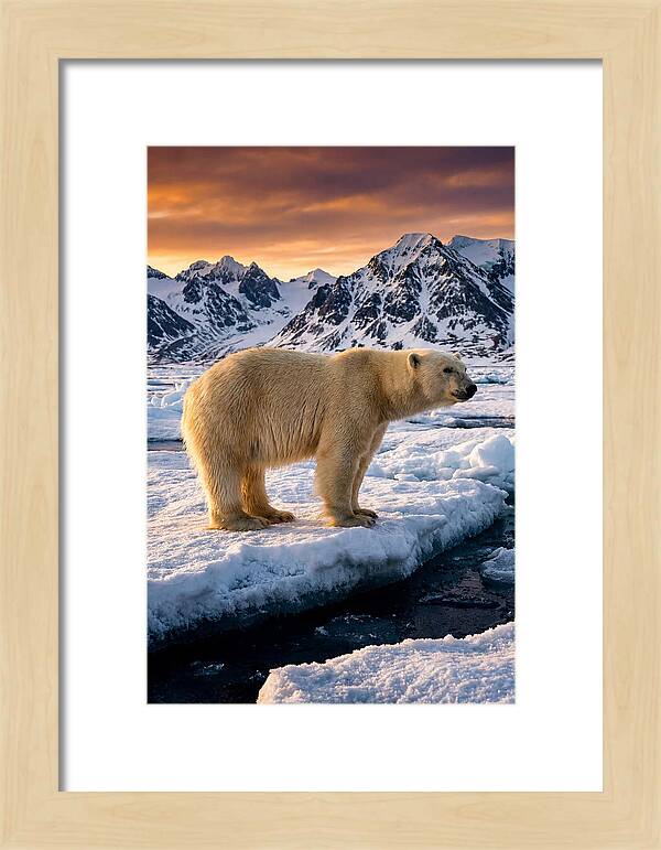 Majestic Polar Bear Among Svalbard Ice