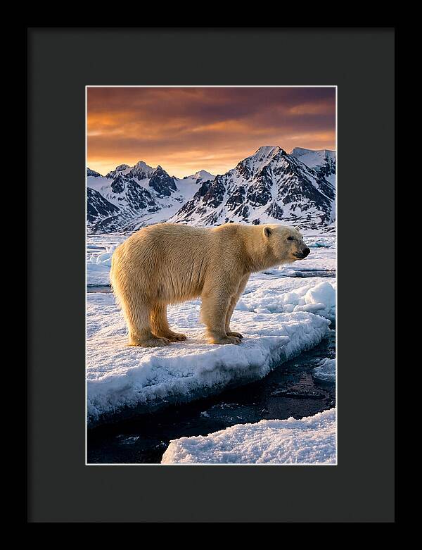 Majestic Polar Bear Among Svalbard Ice
