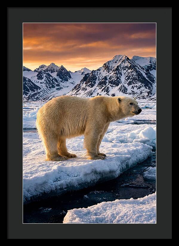 Majestic Polar Bear Among Svalbard Ice