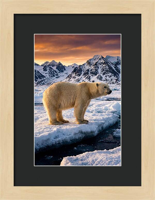 Majestic Polar Bear Among Svalbard Ice