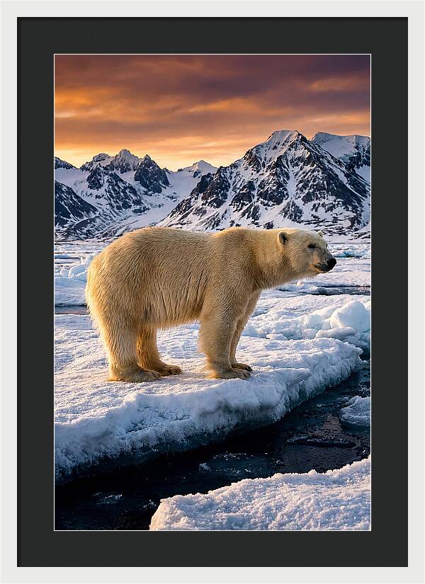 Majestic Polar Bear Among Svalbard Ice