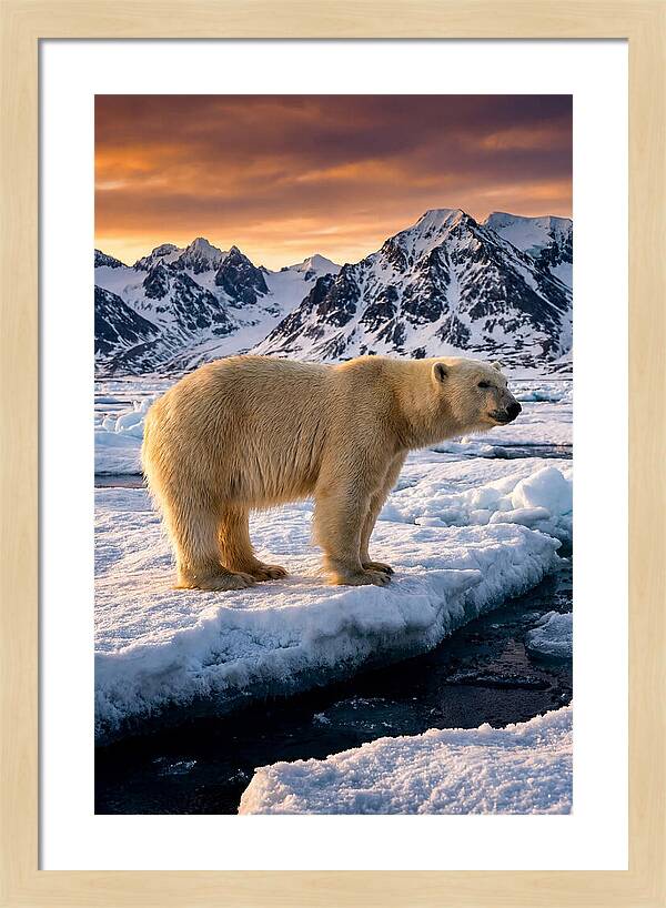 Majestic Polar Bear Among Svalbard Ice