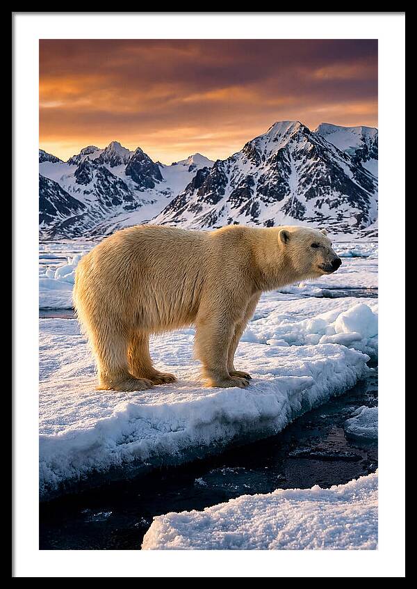 Majestic Polar Bear Among Svalbard Ice