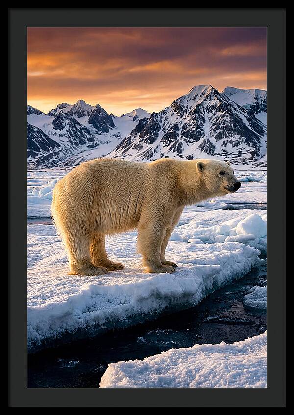 Majestic Polar Bear Among Svalbard Ice