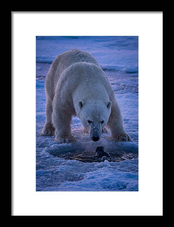 Majestic Polar Bear In Action